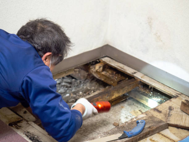 Best Best Mold Removal Companies  in Runge, TX