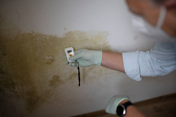 Best Commercial Mold Removal  in Runge, TX