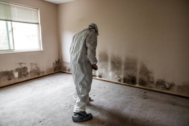 Best Attic Mold Removal  in Runge, TX