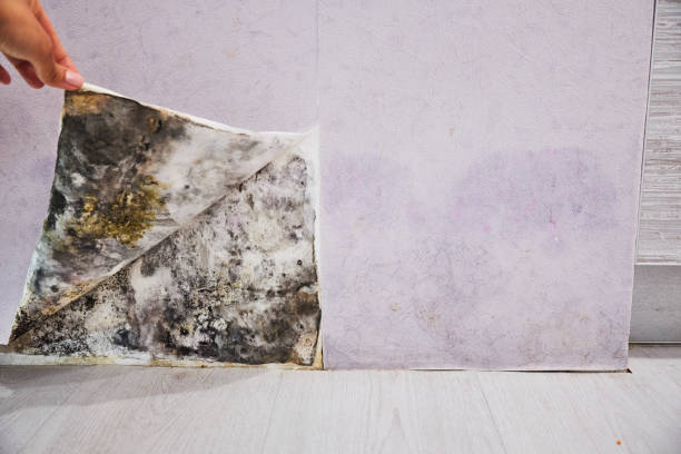 Best Home Mold Removal  in Runge, TX